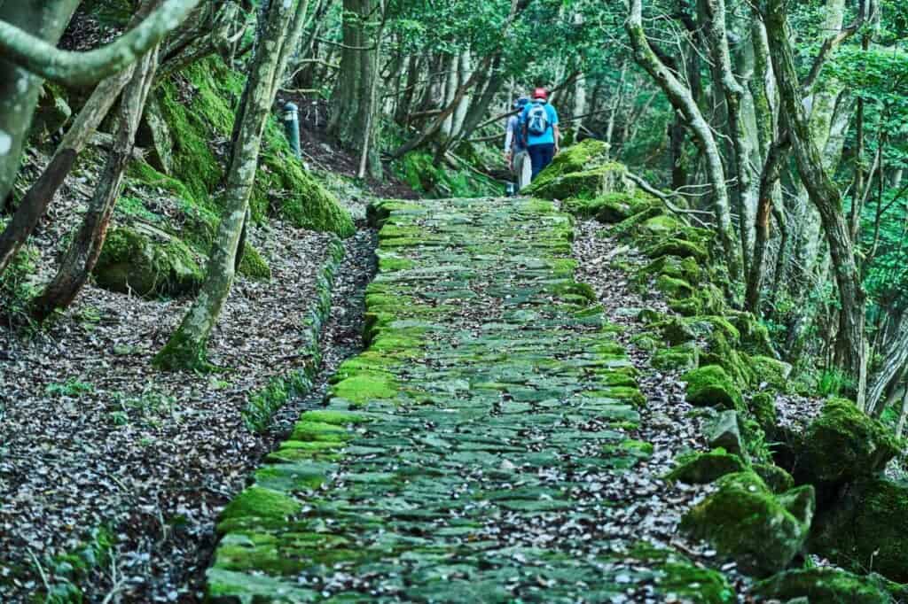 Mountain trail with greenery and moss in Japan 