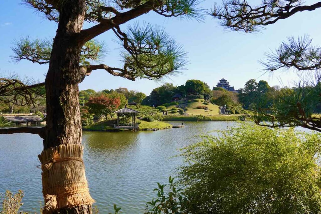 Okayama Castle seen on horizon of Korakuen Garden landscape with pine tree in foreground