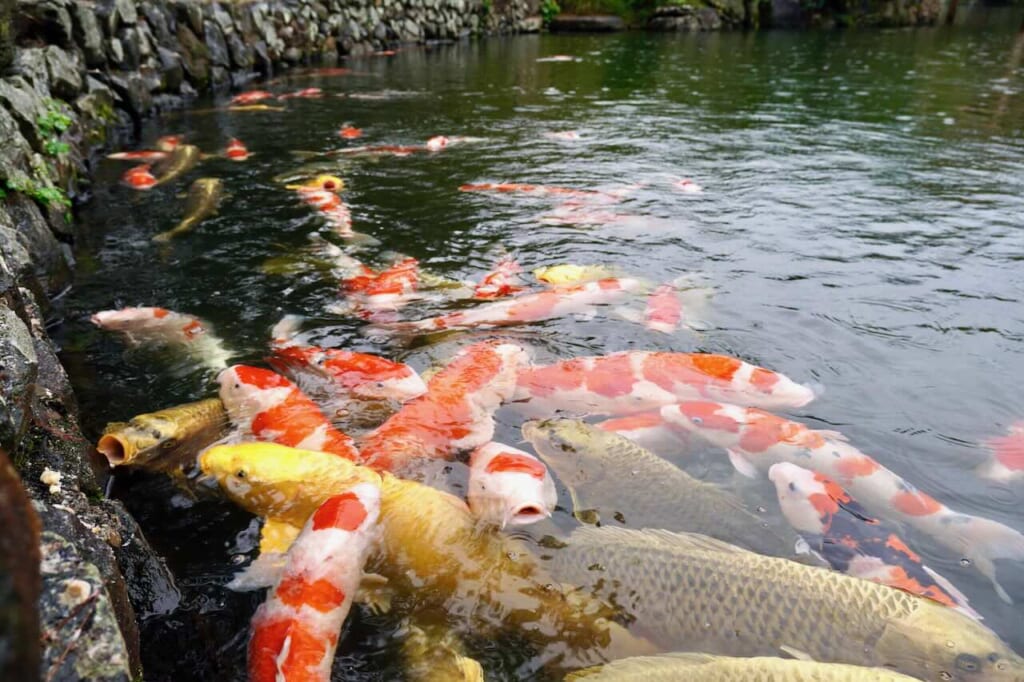 hungry koi in pond