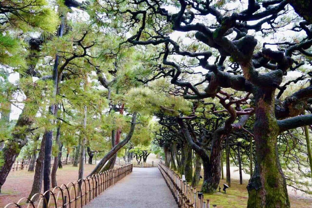 alleyway of Byobu-matsu pine trees at Ritsurin Garden