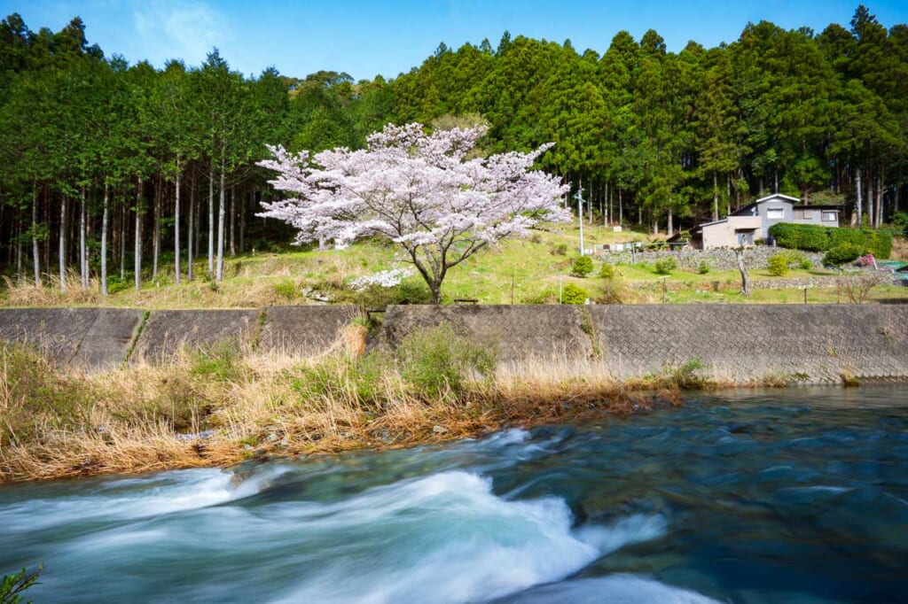 Wild cherry tree blooming by river in Hamamatsu Japan