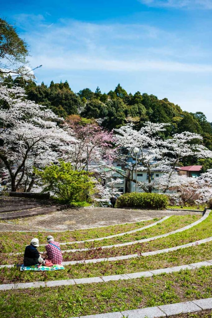 Couple enjoys hanami cherry blossom viewing in Hamamatsu Japan