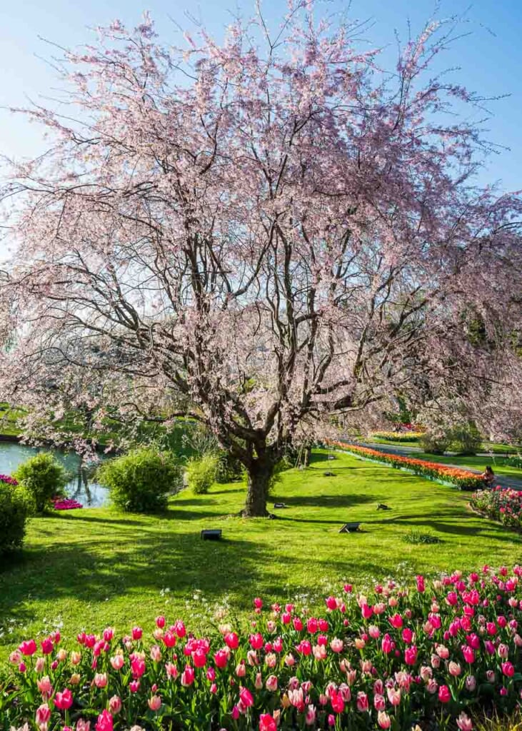 Cherry blossoms in bloom at Hamamatsu Flower Park in Japan