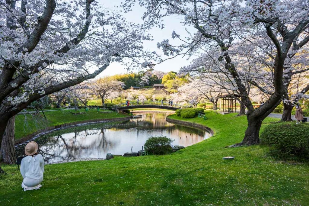 Woman sits under cherry blossoms at Hamamatsu Flower Park