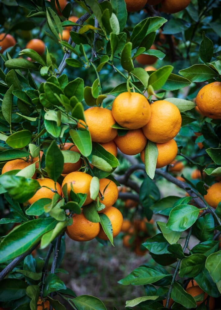 Mikan oranges growing in Japan