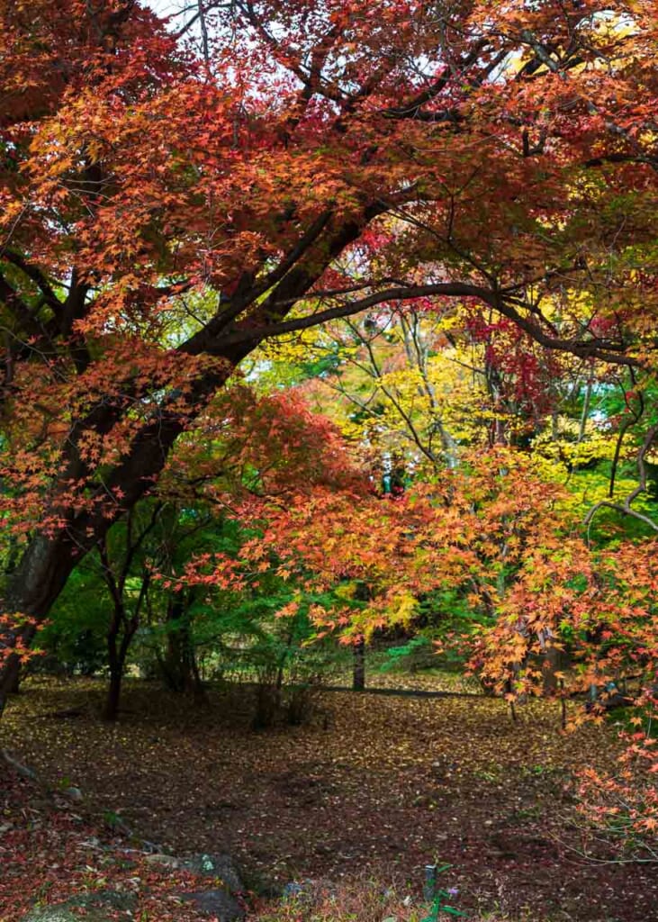 Autumn foliage near Futamata Castle Ruins in Hamamatsu