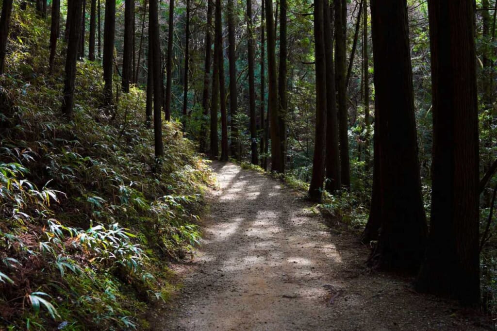 A forest path with dappled light in Yagyu, Japan