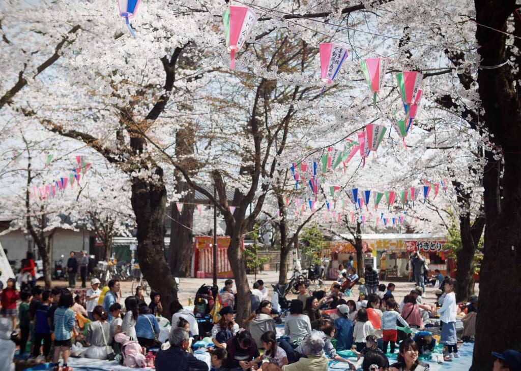 Hanami under the cherry blossoms at Kitain Temple in Kawagoe