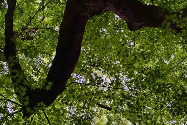 bright sunlight behind dense tree foliage, seen from below