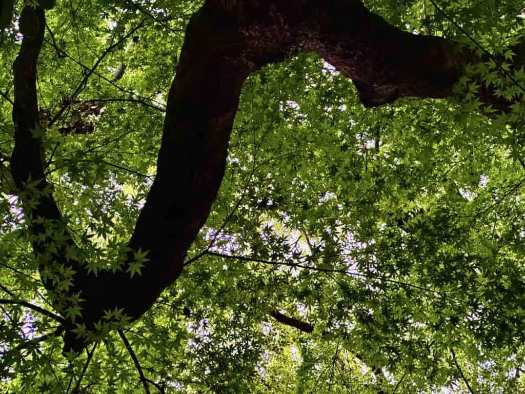 Japanese maple leaves and branch backlit against sunlight, seen from below