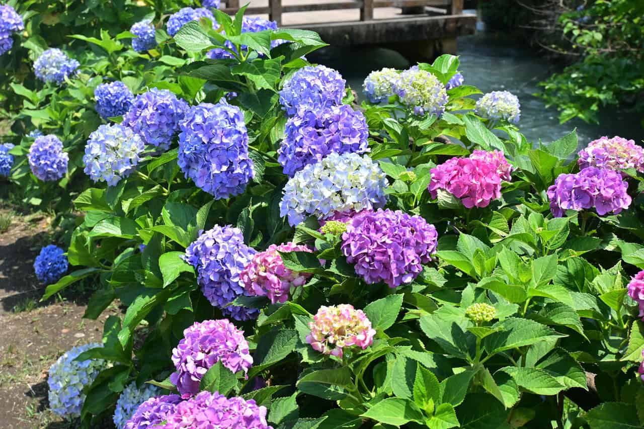 Ajisai: How You Can Enjoy The Hydrangea Season in Japan