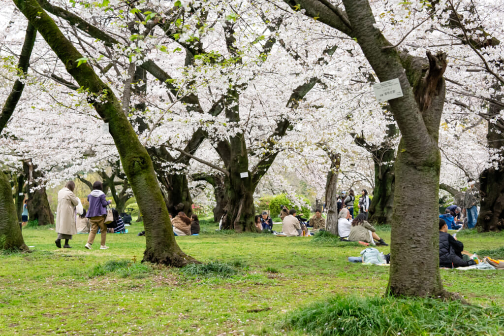 people sitting under sakura trees