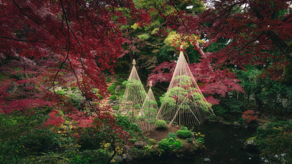 red momiji leaves in Tokyo