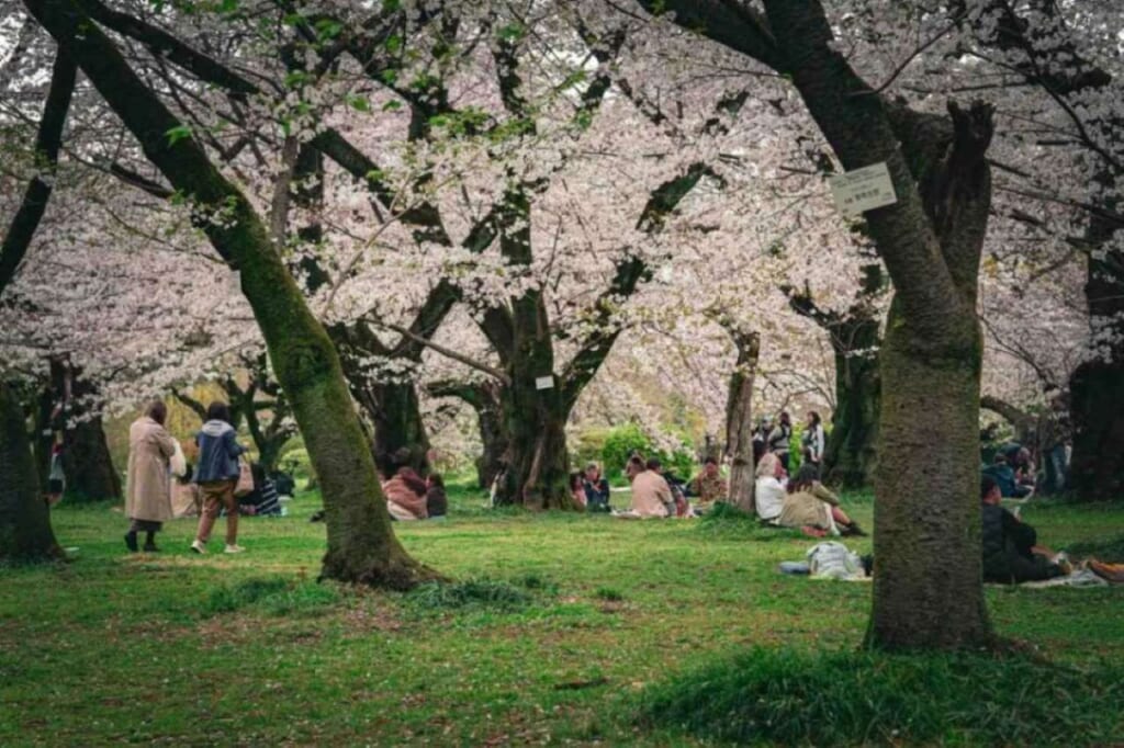 people sitting under sakura trees