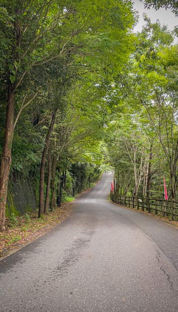 The road in Akiruno surrounded by trees