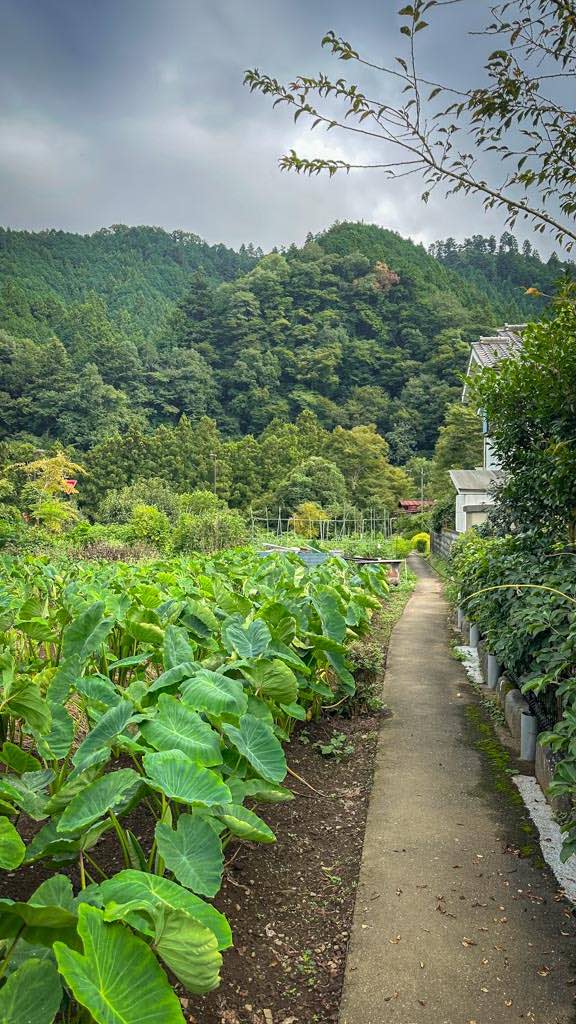 Farm fields in Tokyo prefecture