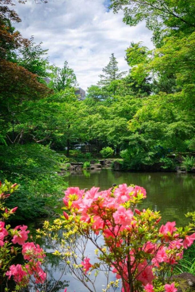 Azalea flowers in front of a pond