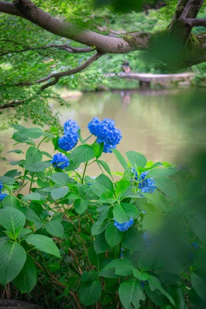 Hydrangea flowers in Tokyo