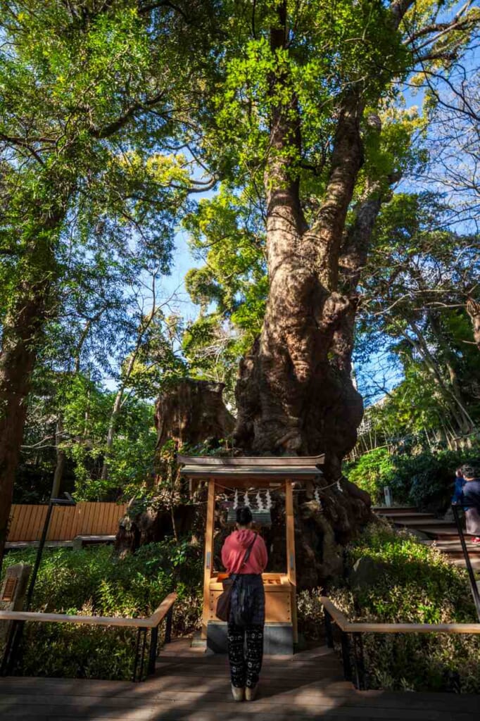 2,000 year old camphor tree in Kinomiya Shrine