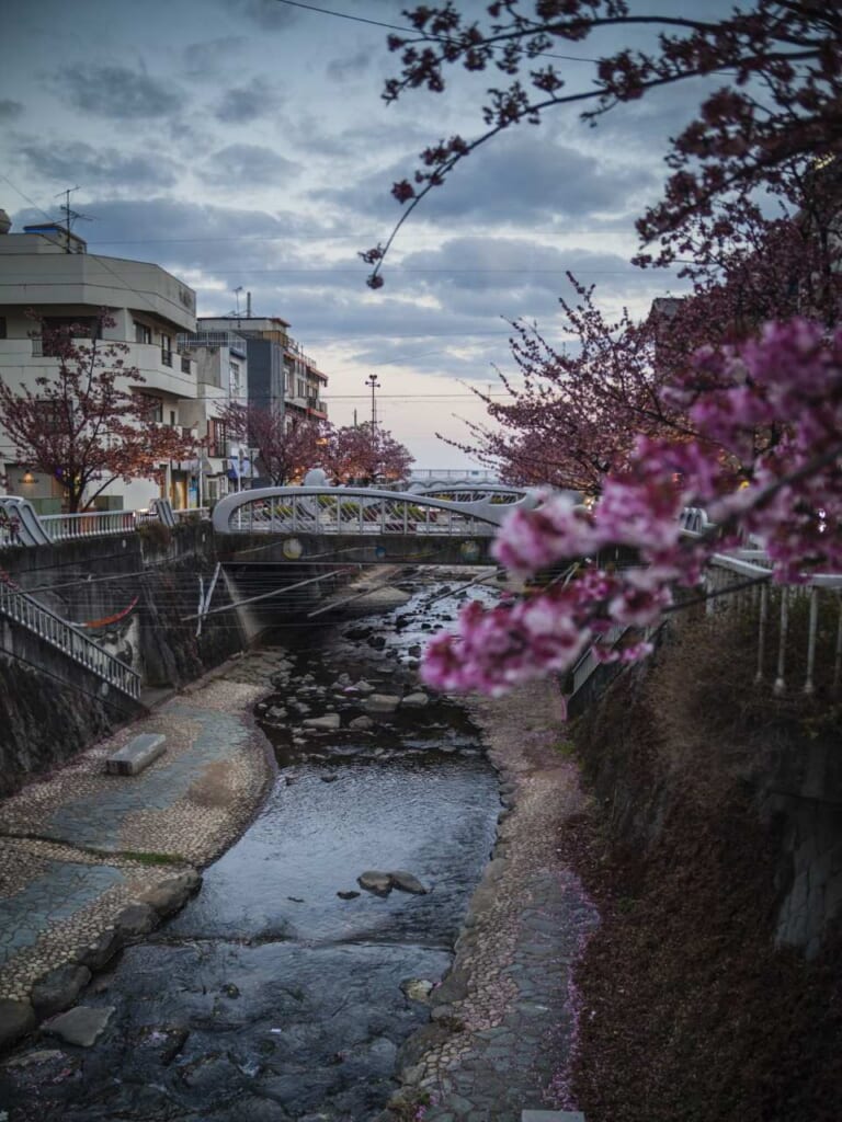 Yanagibashi bridge during plum blossom season