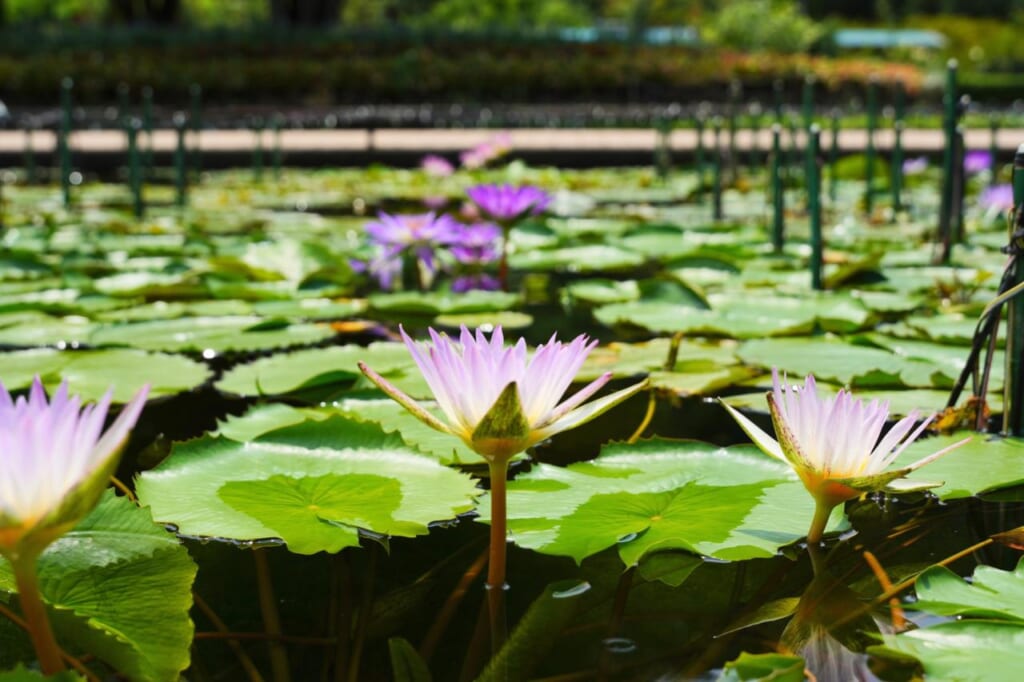 Purple and white water lilies with a green lily pad background