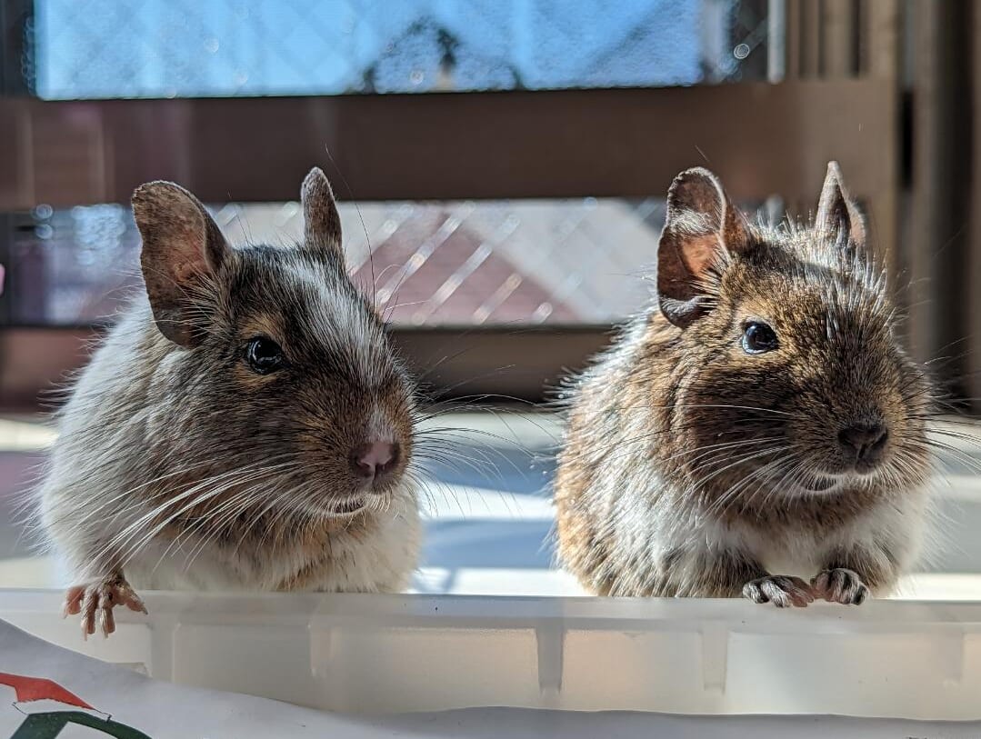 A white degu and a brown degu sitting on a windowsill in the sun