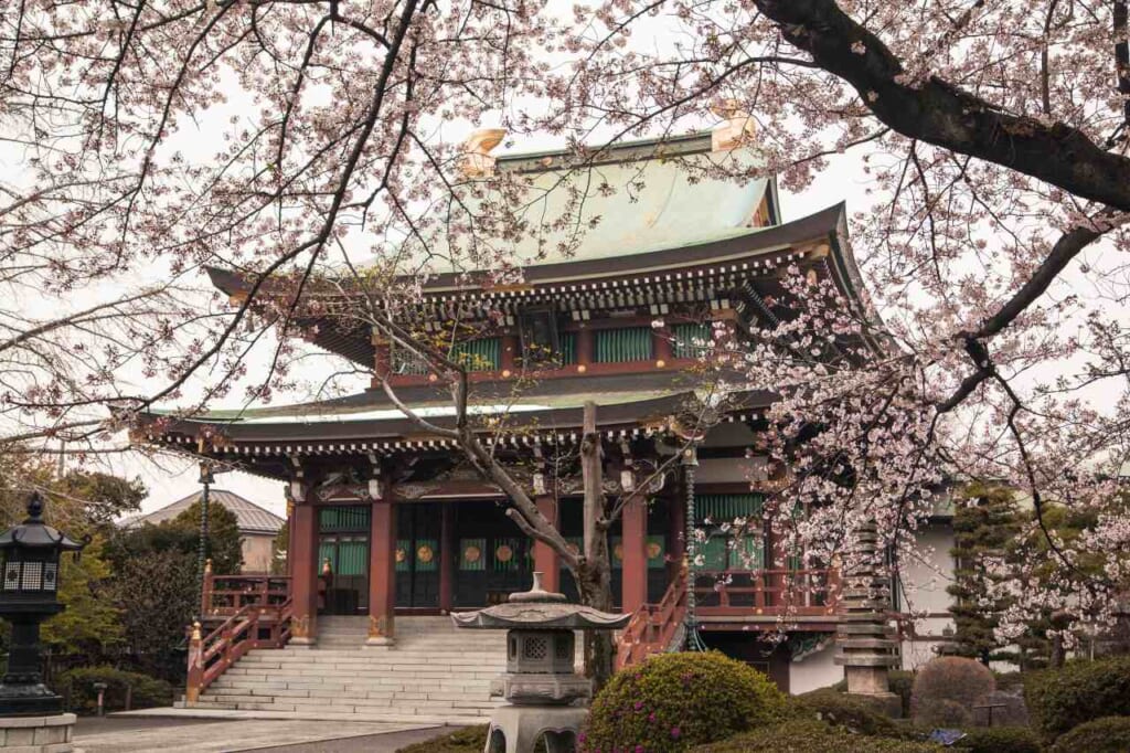 Jorenji Temple during sakura season