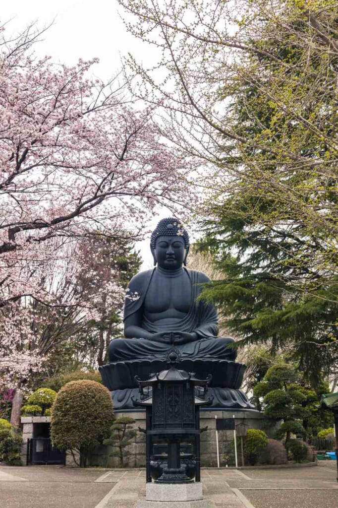 Tokyo Daibutsu during sakura seaso