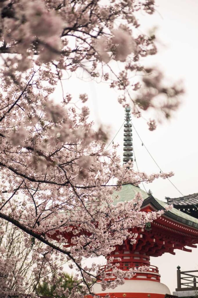 Jorenji Temple durig sakura season