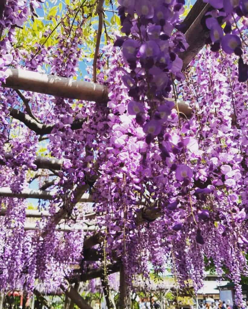 wisteria at kameido tenjin shrine in Tokyo