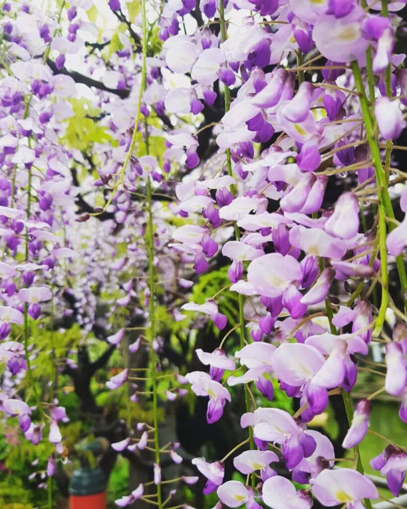 white and purple wisteria at Kameido shrine in Tokyo