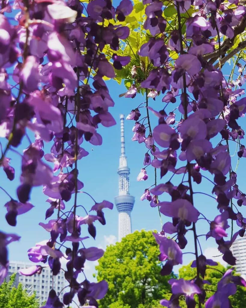 Tokyo Skytree between wisteria