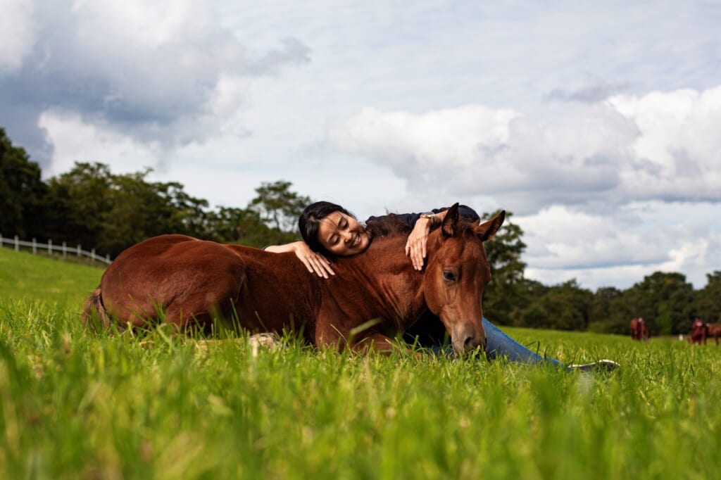 Dosanko horse in Hokkaido