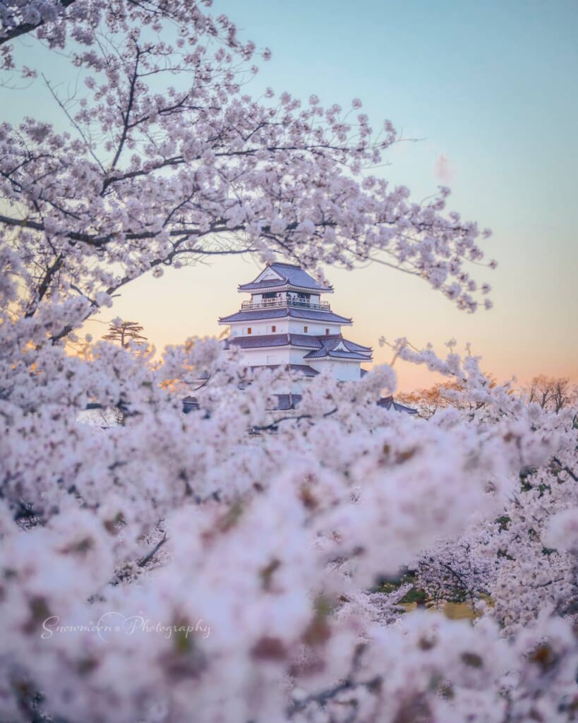 Japanese castle covered by cherry blossoms in Tohoku