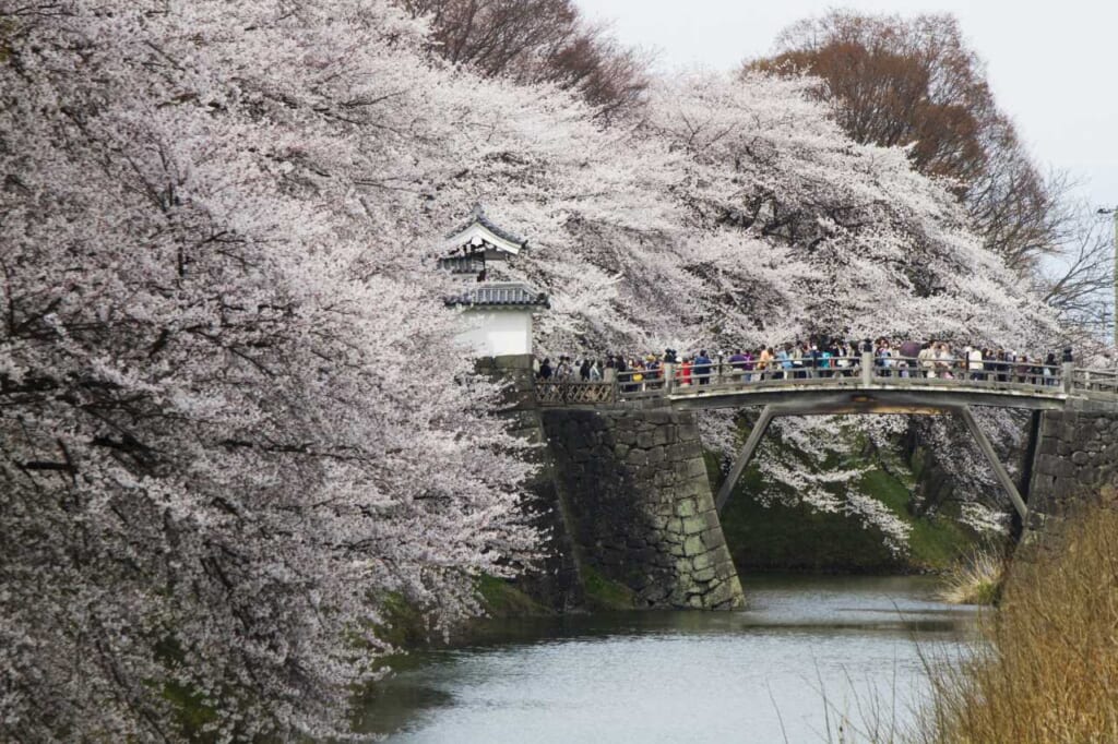 Kaji Park in Yamagata with cherry blossoms