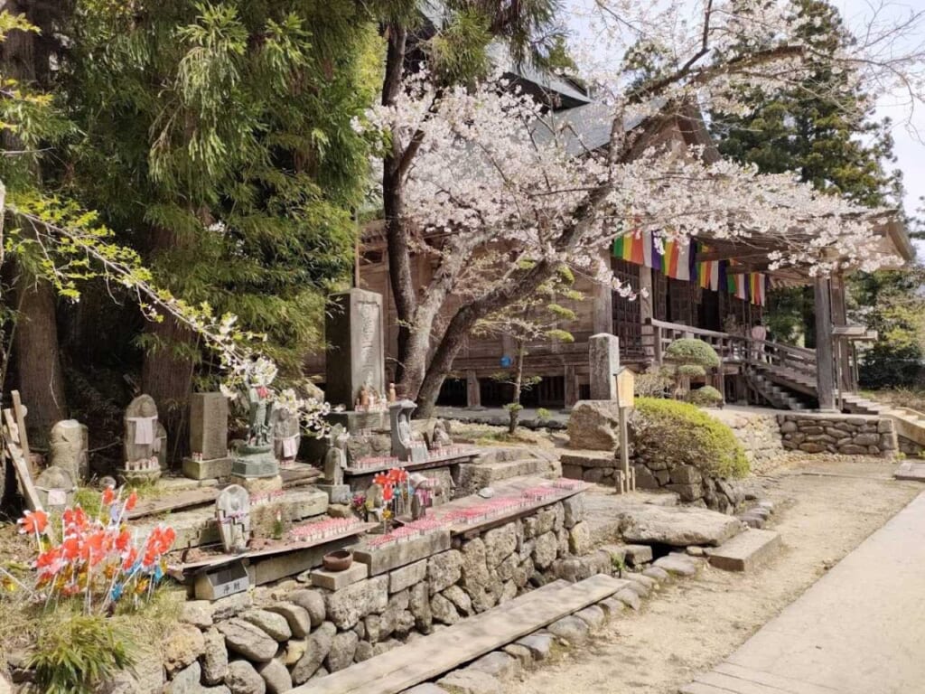 Kajo Park with cherry blossoms