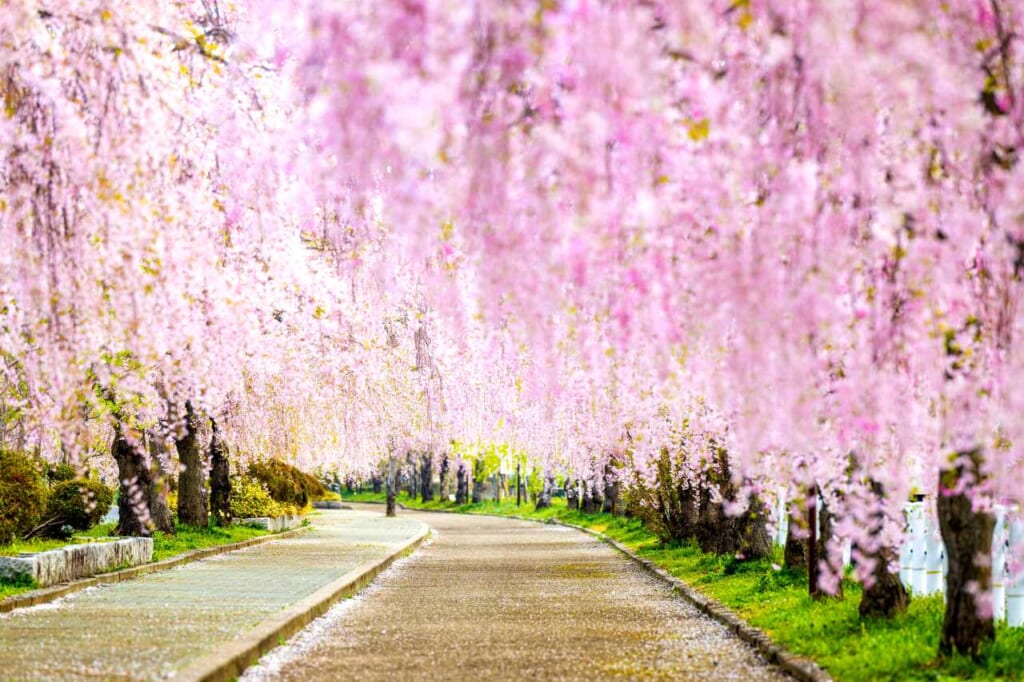 weeping cherry blossom trees in Fukushima