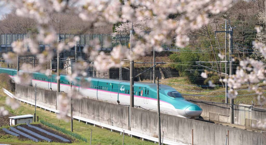 Hayabusa shinkansen with cherry blossoms in Tohoku