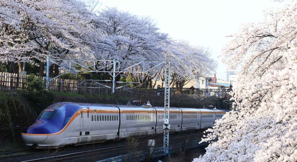 Shinkansen in Tohoku with cherry blossoms