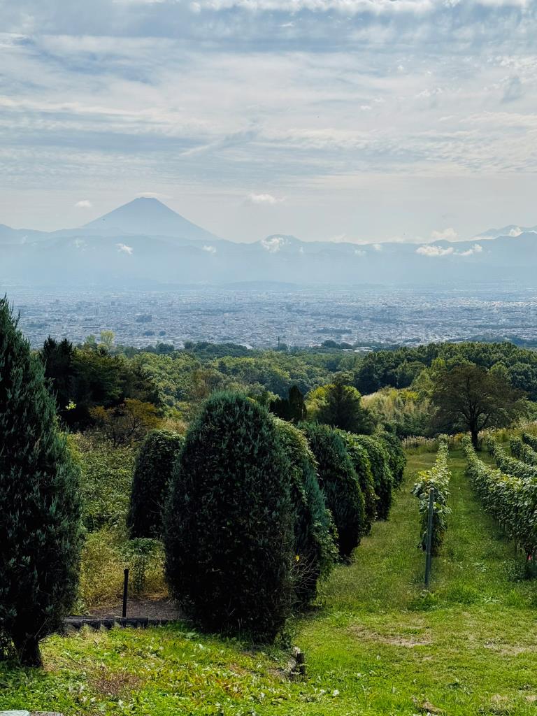 Vineyards with Mt. Fuji in the background at Suntory Tomi No Oka Winery