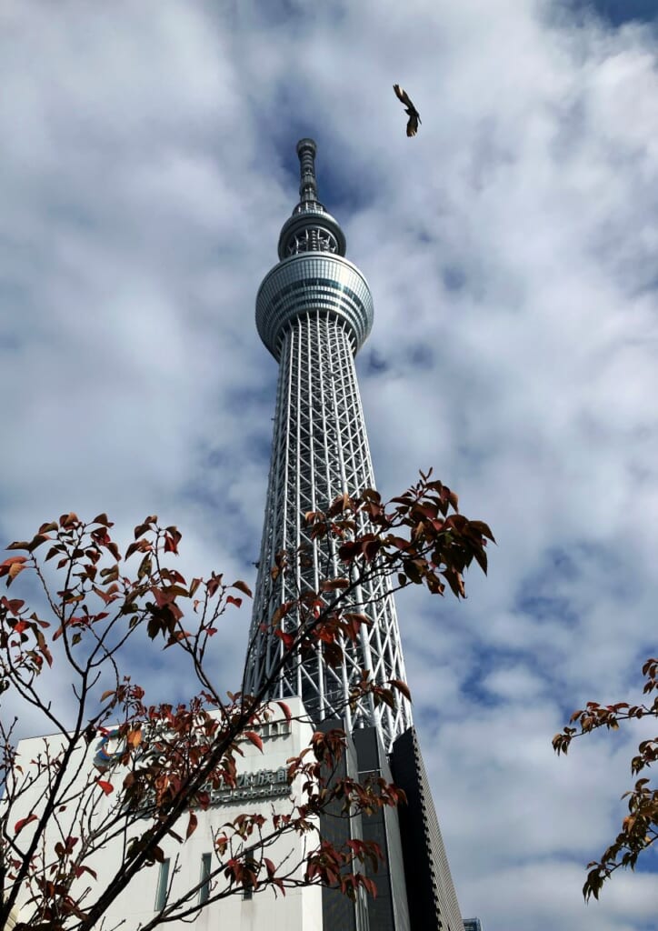 Tokyo Skytree with a bird