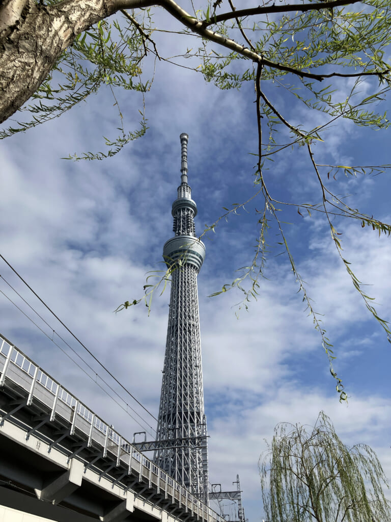 Skytree with weeping willows in Tokyo