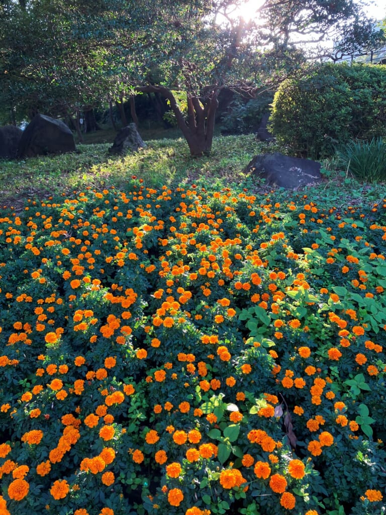 flowers at Hibiya Koen