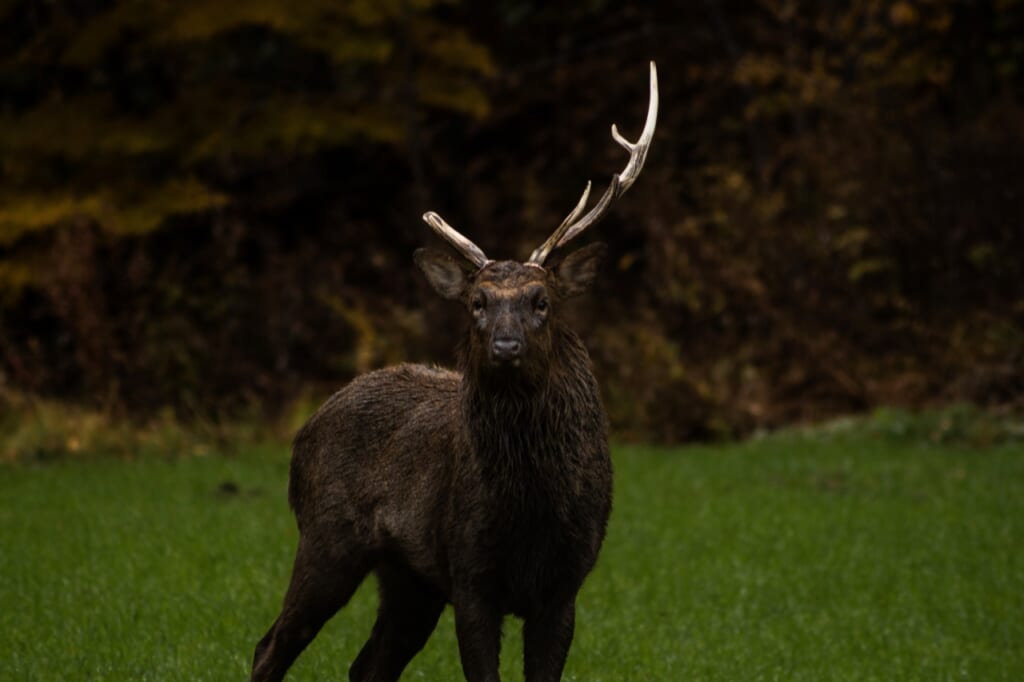 deer with half antlers