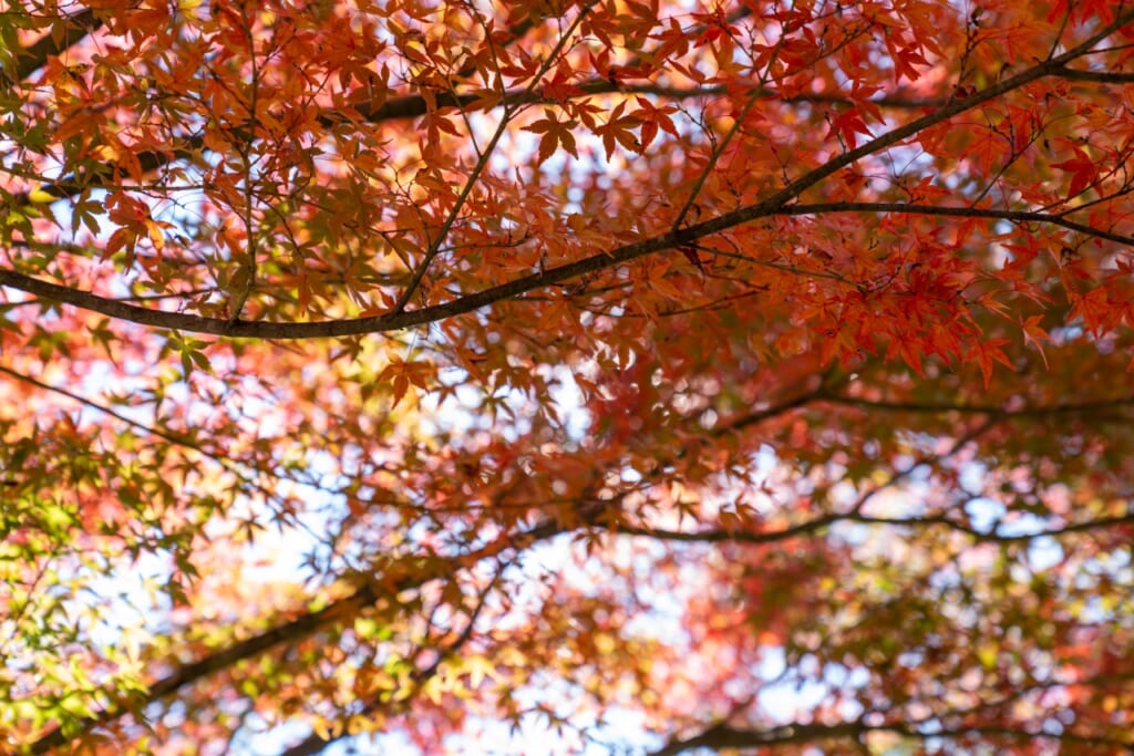 Autumn leaves in Japan