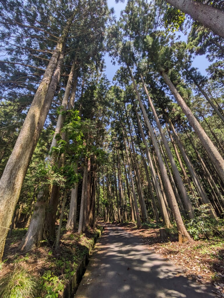 A wood with a path in between