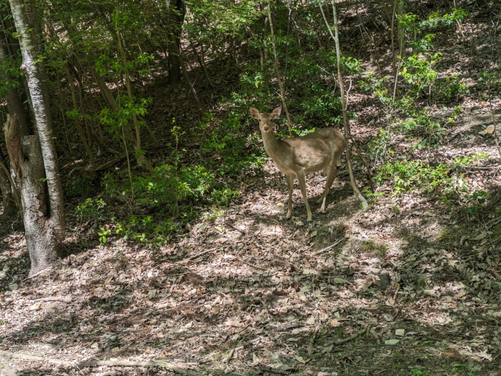 A wild deer in Japan