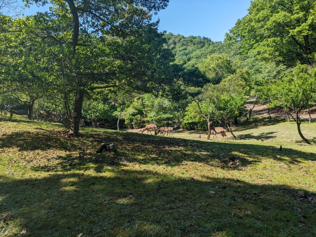 Deer's in Takaragaike park in Kyoto