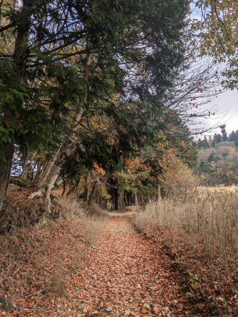 Mount Hiei vegetation in autumn