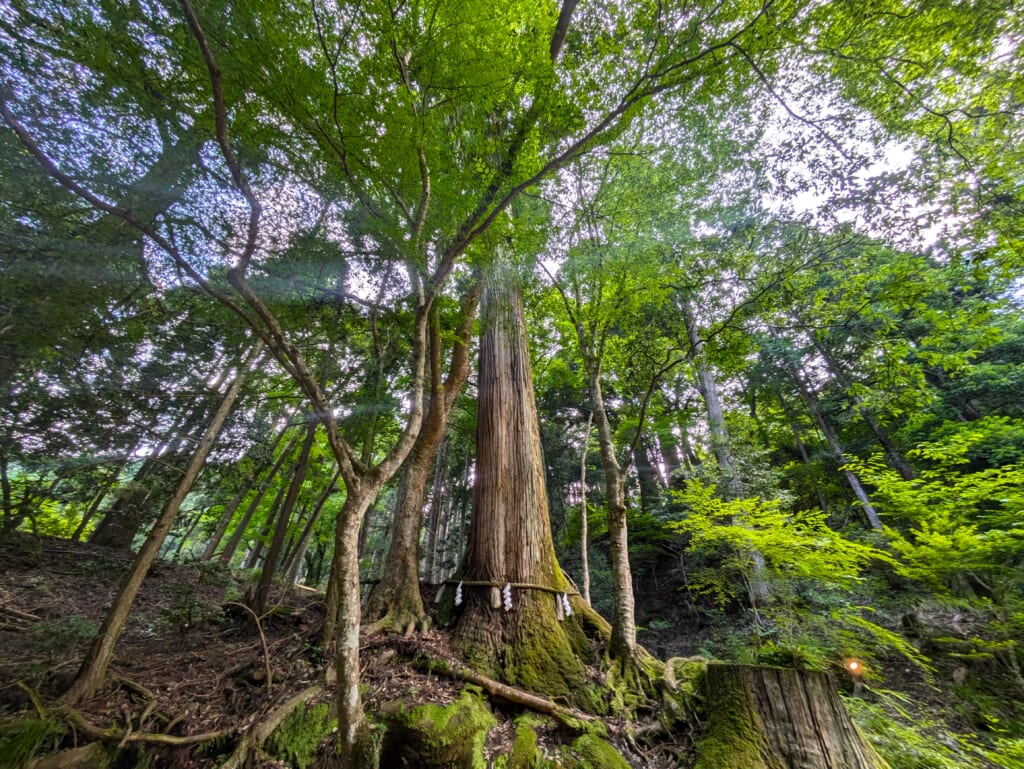 Walking through Kyoto's forest in Kurama